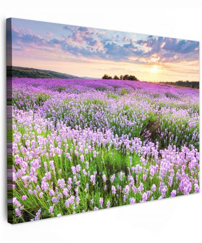 Bloemen - Lavendel - Paars - Lucht - Zonsondergang - Weide - Natuur