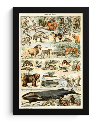 Dieren - Vintage - Adolphe Millot - Tijger - Leeuw