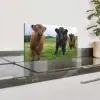 Schotse hooglander - Koeien - Natuur - Groen - Gras Spatscherm Aluminium klein -zzproduct_nieuw