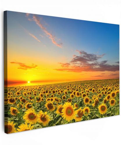 Bloemen - Zonnebloem - Zonsondergang - Nacht - Oranje