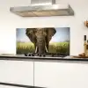 Olifant - Natuur - Gras - Dieren - Landschap Spatscherm Aluminium klein -sfeer4