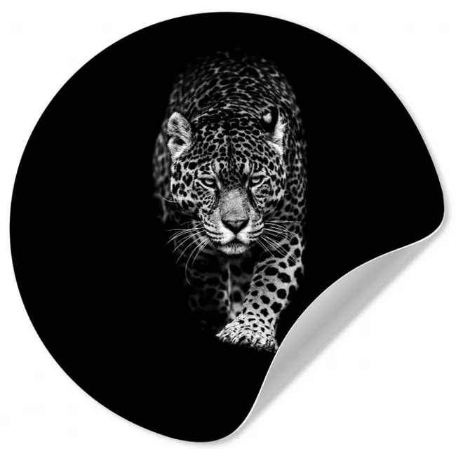Dieren - Zwart - Luipaard - Wit - Wild Wandcirkel behangsticker middel -3d