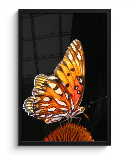Vlinder - Bloemen - Insect - Portret - Zwart - Oranje