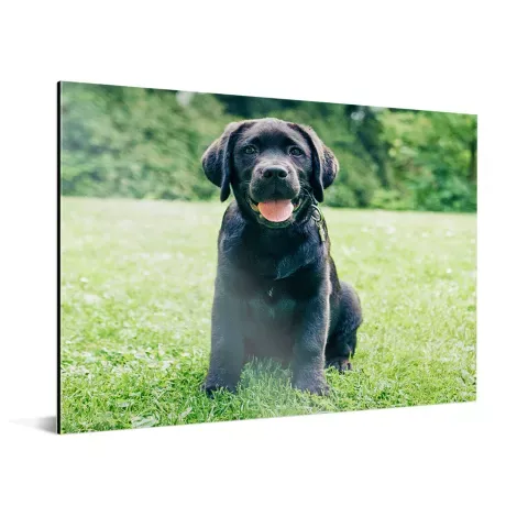 Foto op aluminium Foto op aluminium