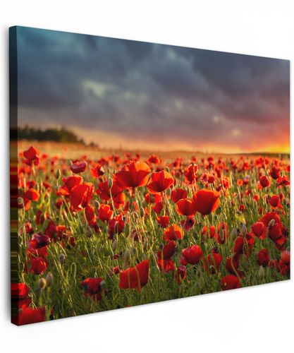 Zonsondergang - Klaprozen - Rood - Bloemen - Veld - Natuur