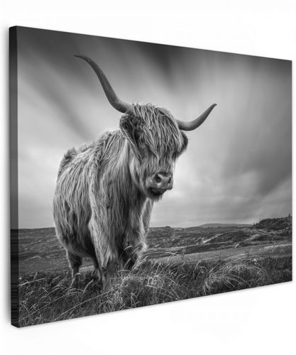 Koeien - Schotse hooglander - Natuur - Dieren - Zwart wit