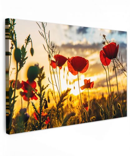 Rode papavers bij een zonsopkomst