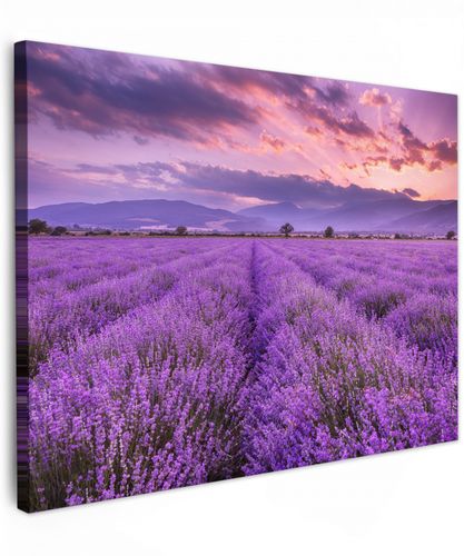 Lavendel - Paars - Bloemen - Veld