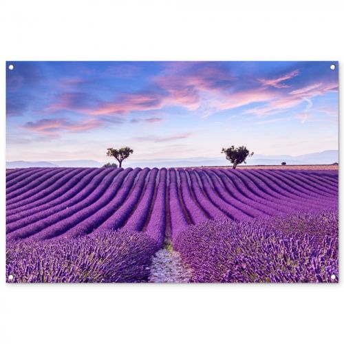 Perfecte lavendelrijen bij zonsopgang