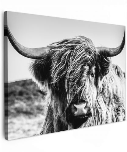 Schotse hooglander - Close up - Horens - Vacht - Zwart Wit