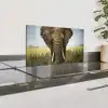 Olifant - Natuur - Gras - Dieren - Landschap Spatscherm Aluminium klein -zzproduct_nieuw