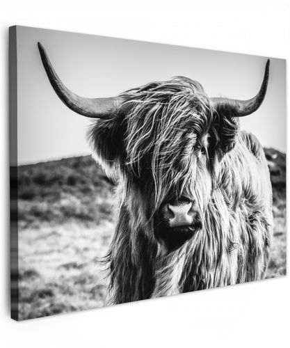 Schotse hooglander - Natuur - Koe - Zwart - Wit