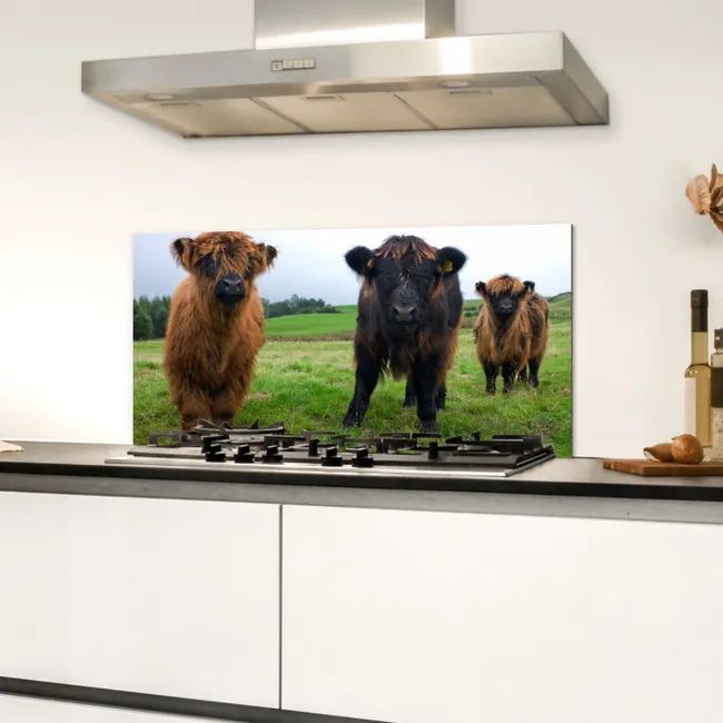 Schotse hooglander - Koeien - Natuur - Groen - Gras Spatscherm Aluminium klein -sfeer4