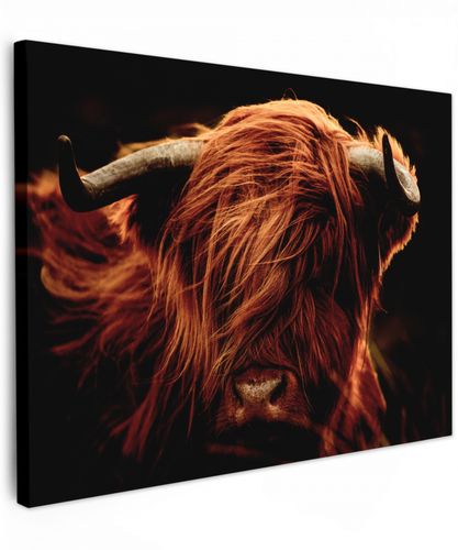 Schotse hooglander - Koe - Hoorns - Portret - Dieren