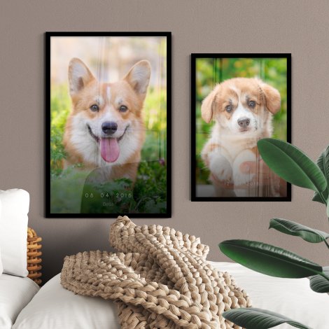 Set poster met bruin-witte honden