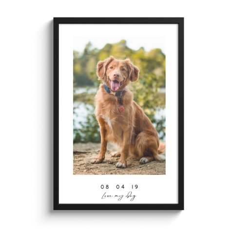 Bruin hond op poster met lijst