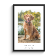 Bruin hond op poster met lijst thumbnail