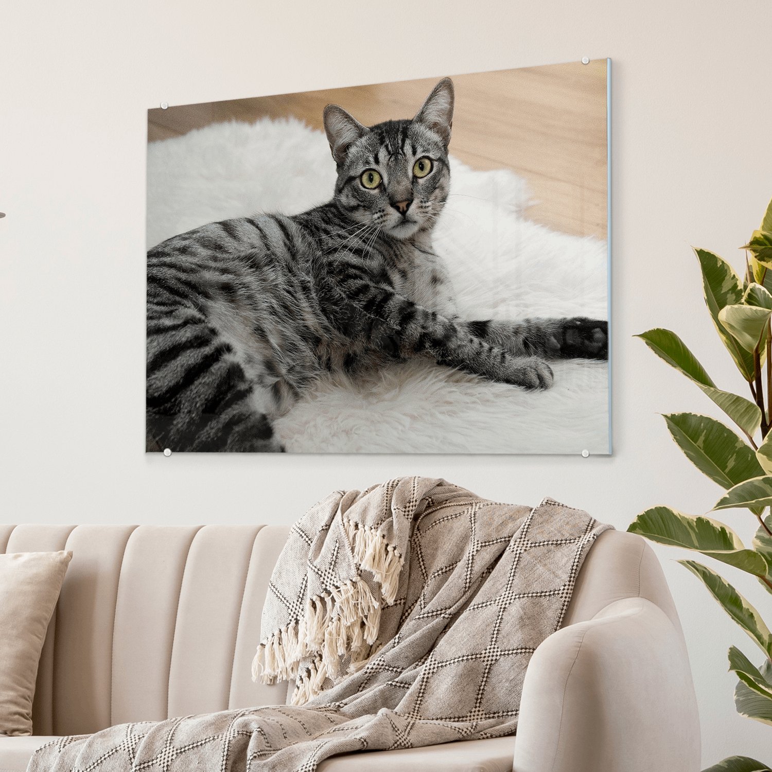 Plexiglas kat