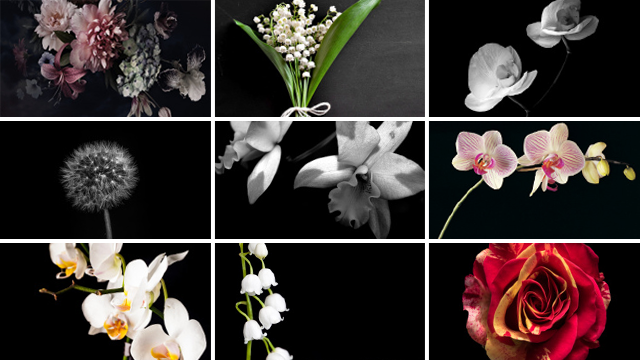 Overzicht van bloemen collectiebeelden