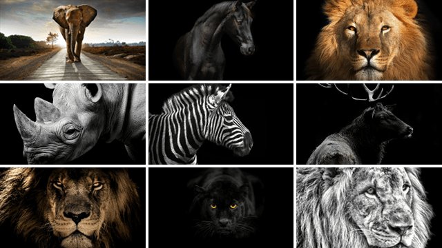 Overzicht van dieren collectiebeelden