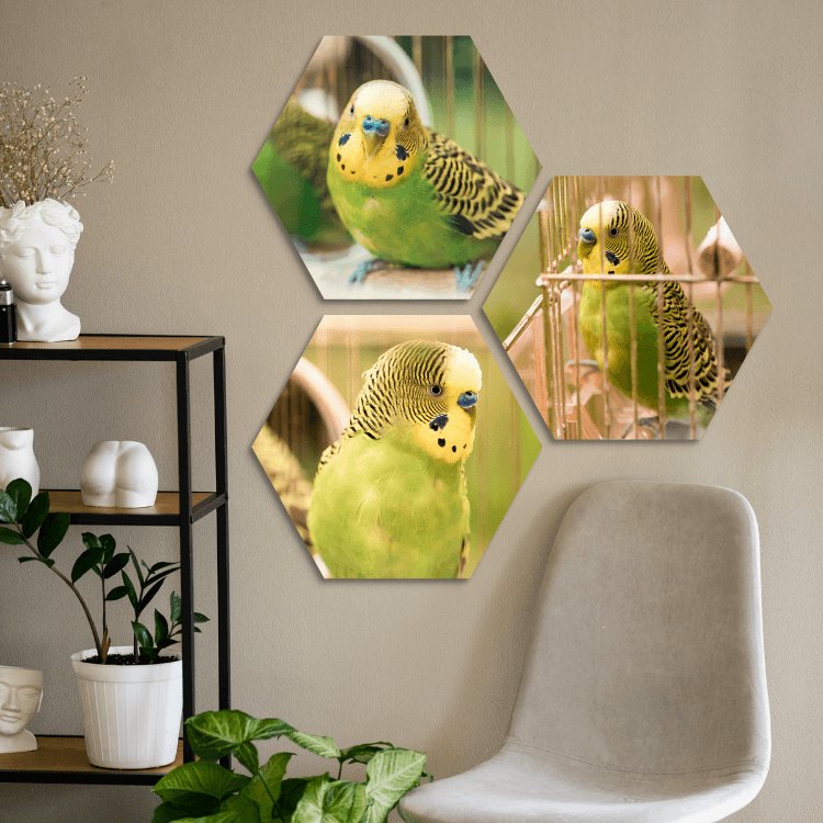 Hexagons konijnen