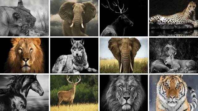 Canvas Dieren