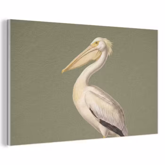 Akoestisch schilderij - Pelikaan - Wit - Vogel - Klassiek - Natuur