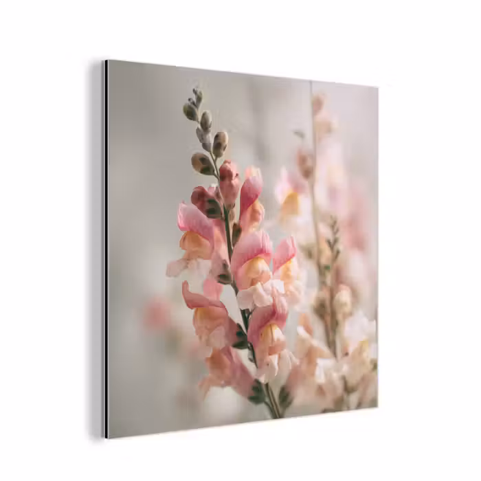 Aluminium schilderij - Bloem - Leeuwenbek - Roze - Stengel