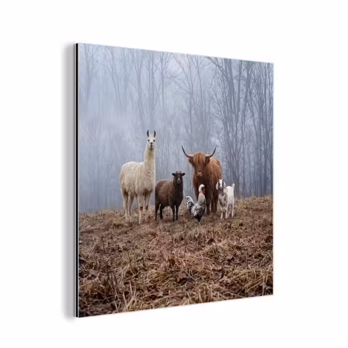 Aluminium schilderij - Boerderijdieren - Groep - Mist - Natuur - Rustiek