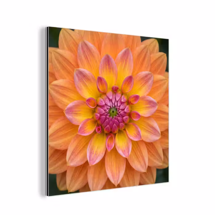 Aluminium schilderij - Dahlia - Bloem - Oranje