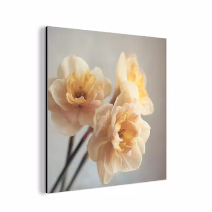 Aluminium schilderij - Narcissen - Geel - Bloemblaadjes