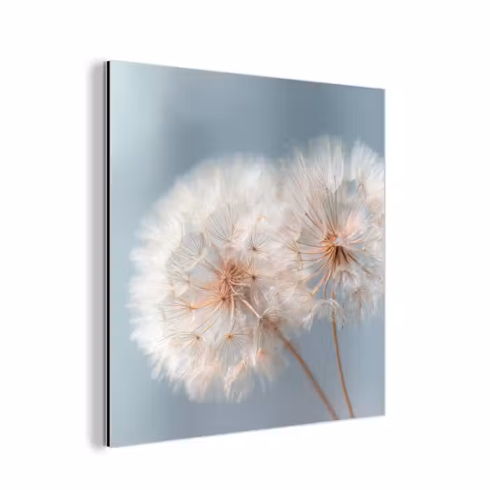 Aluminium schilderij - Paardenbloemen - Pluisjes - Wit