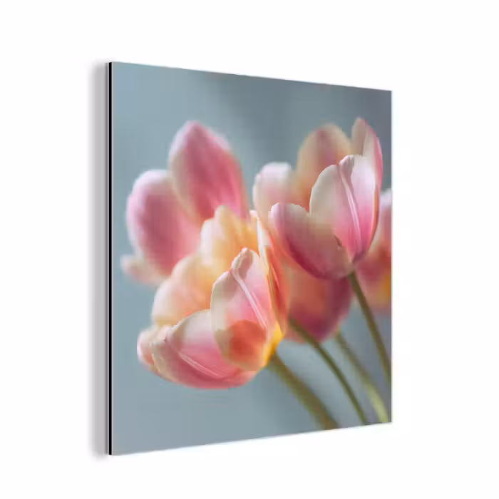 Aluminium schilderij - Tulpen - Roze - Stelen