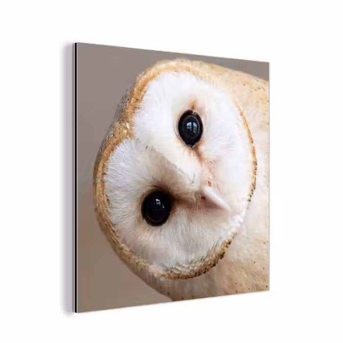 Aluminium schilderij - Uil - Bruin - Wit