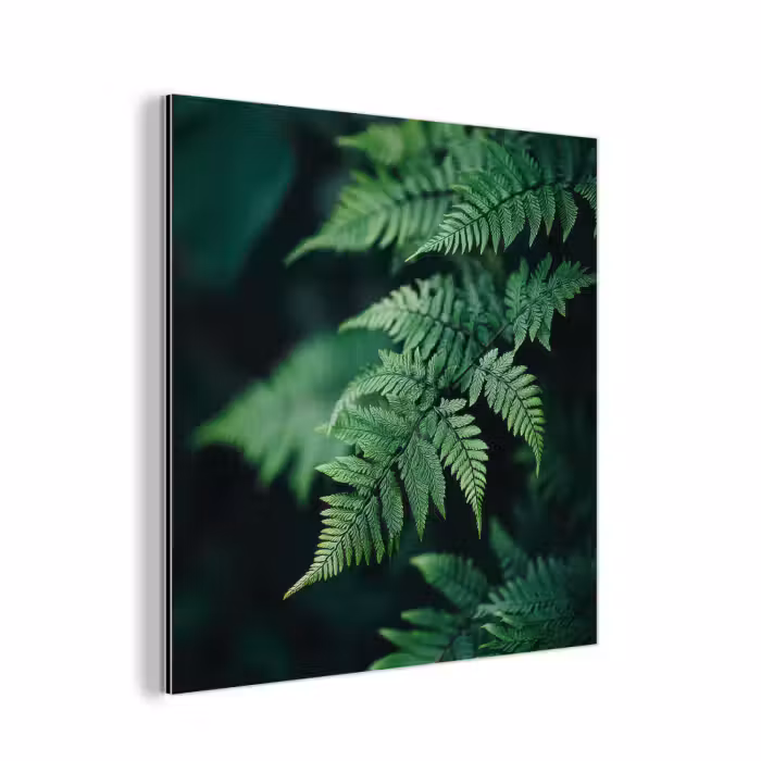 Aluminium schilderij - Varenblad - Groen - Structuur - Wazig