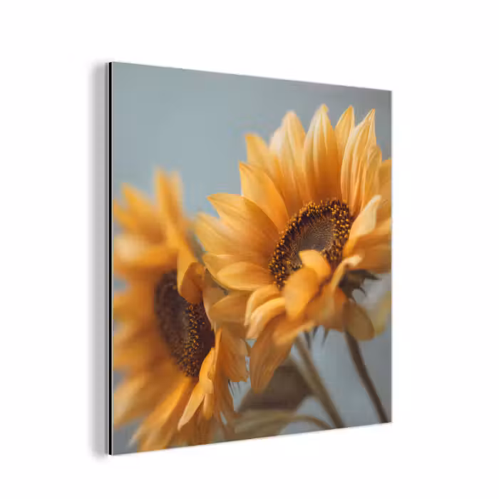 Aluminium schilderij - Zonnebloemen - Geel - Wazig