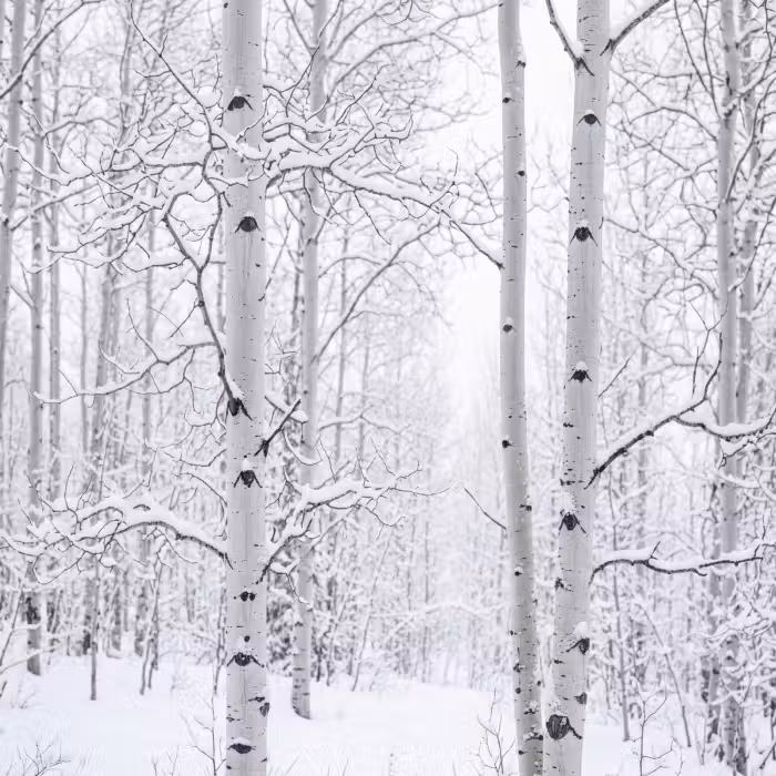 Behang - Berkenbomen - Sneeuw - Winter - Bos - Wit