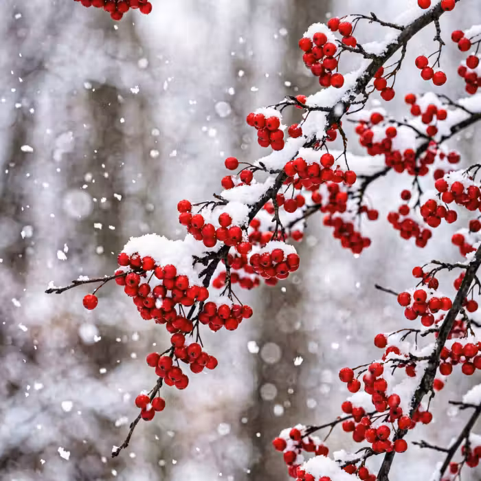 Behang - Bessen - Takken - Sneeuw - Winter - Kleurrijk