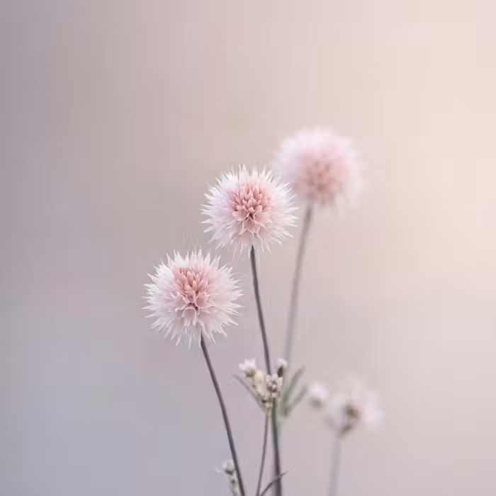 Behang - Bloemen - Bollen - Roze