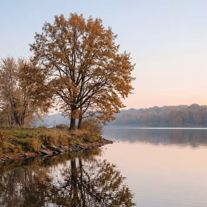 Behang - Bomen - Reflectie - Water - Zonsopgang - Serene