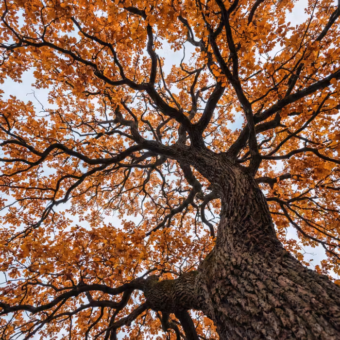 Behang - Boom - Bladerdak - Herfst - Oranje - Sfeervol