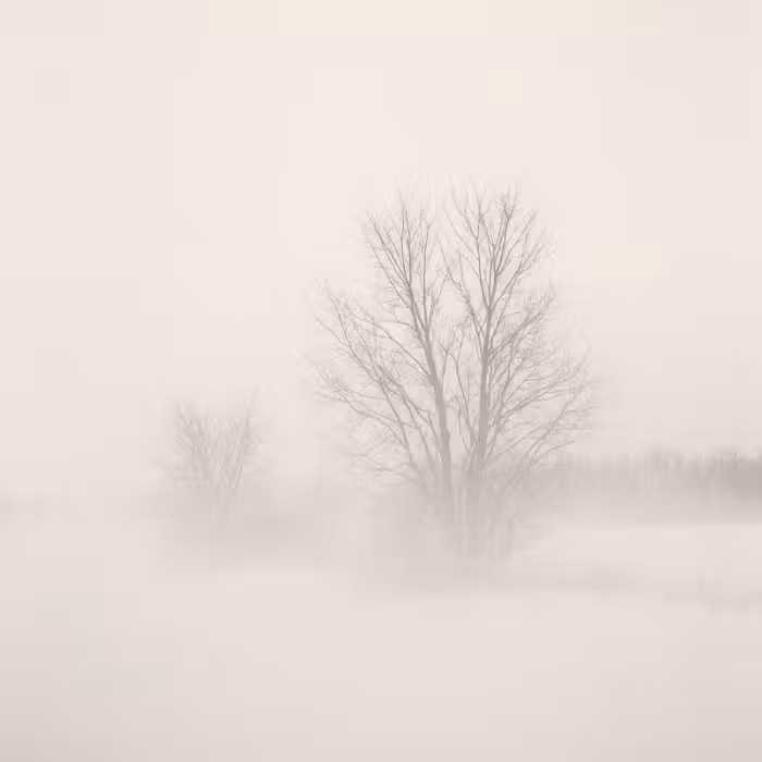Behang - Boom - Mist - Sneeuw - Winter - Minimalistisch