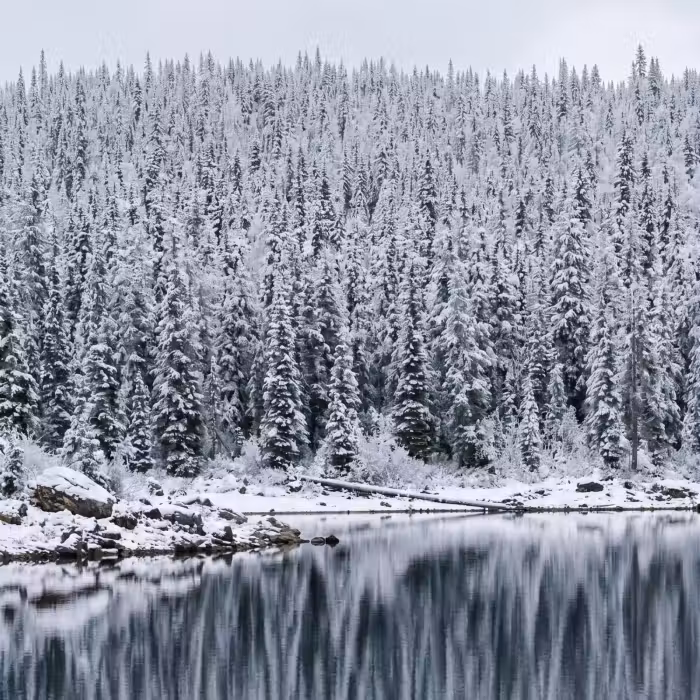 Behang - Bos - Reflectie - Meer - Winter - Serene