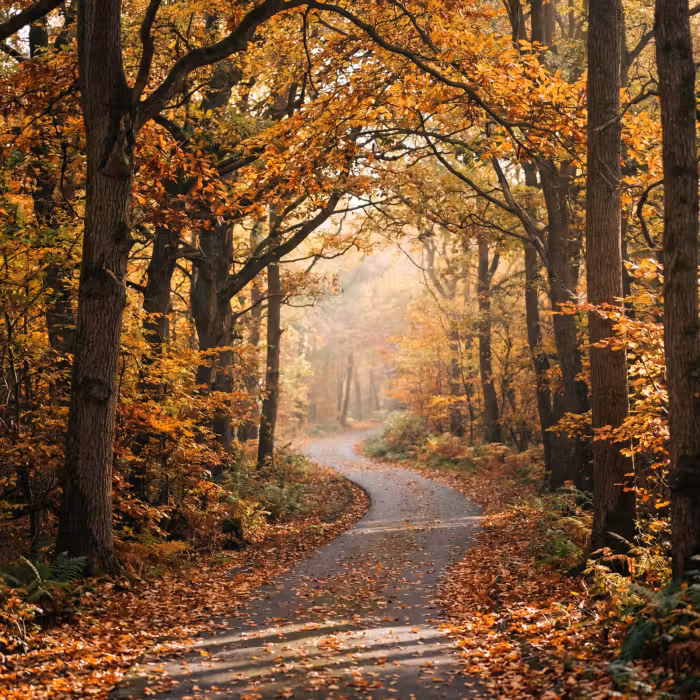 Behang - Bospad - Herfstbos - Bladeren - Oranje - Nostalgisch