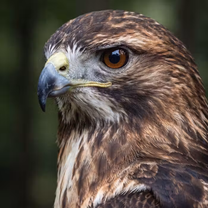 Behang - Buizerd - Roofvogel - Natuur - Bruin