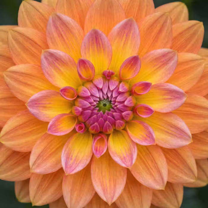Behang - Dahlia - Bloem - Oranje