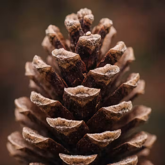 Behang - Dennenappel - Bos - Herfst - Bruin - Sfeervol