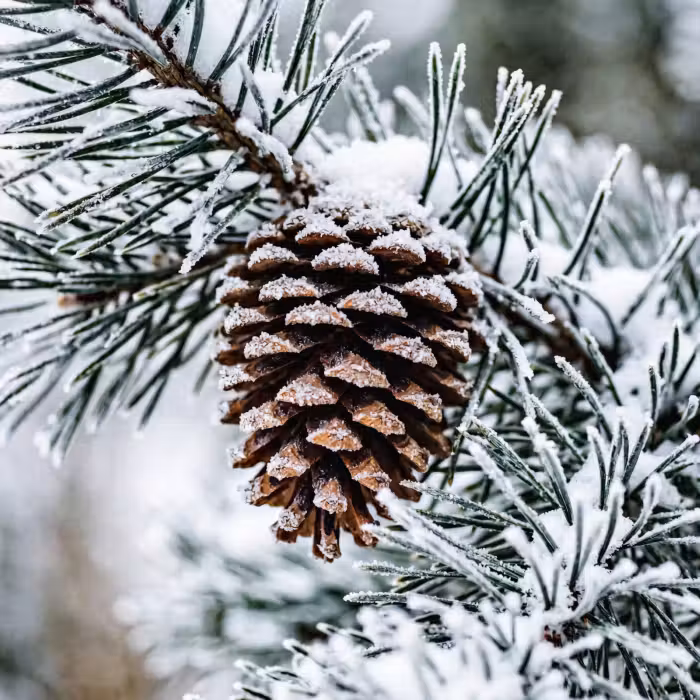 Behang - Dennenappel - Tak - Sneeuw - Winter - Sfeervol