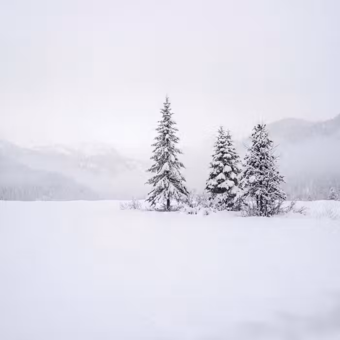 Behang - Fijnsparren - Sneeuw - Winter - Landschap - Stilte
