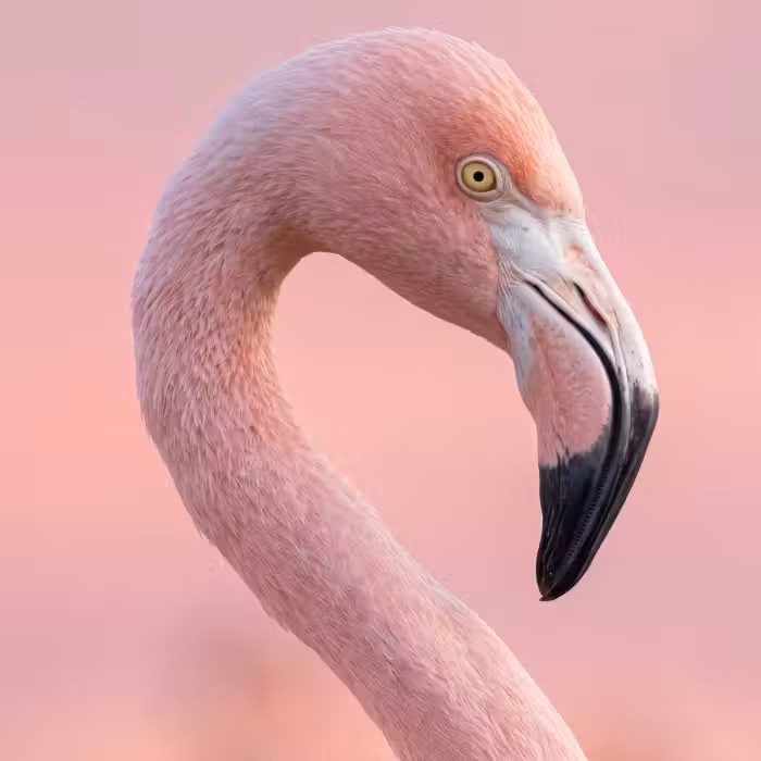 Behang - Flamingo - Portret - Roze